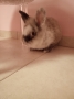Кролики - Фото: 1